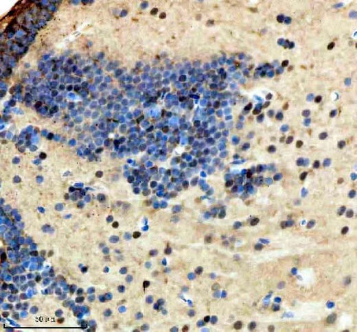Anti-Zebrafish HMGB1a/b Antibody Boster Bio