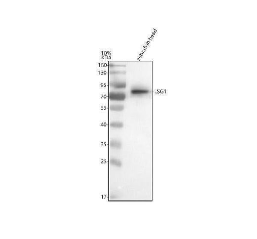 Anti-Zebrafish LSG1 Antibody Picoband® Boster Bio