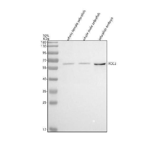 Anti-Zebrafish RCC2 Antibody Picoband® Boster Bio