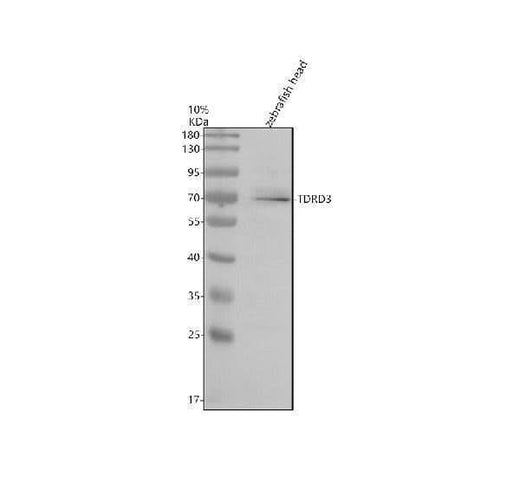Anti-Zebrafish TDRD3 Antibody Picoband® Boster Bio