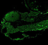 Anti-Zebrafish LEO1 Antibody Picoband® Boster Bio