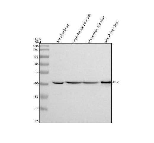 Anti-Zebrafish NF45/ILF2 Antibody Picoband® Boster Bio