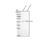 Anti-Zebrafish ADRM1 Antibody Picoband® Boster Bio