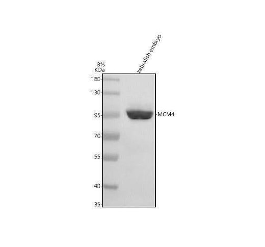 Anti-Zebrafish MCM4 Antibody Picoband® Boster Bio