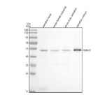 Anti-Zebrafish RBM22 Antibody Picoband® Boster Bio