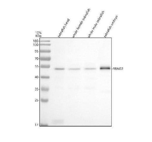 Anti-Zebrafish RBM22 Antibody Picoband® Boster Bio