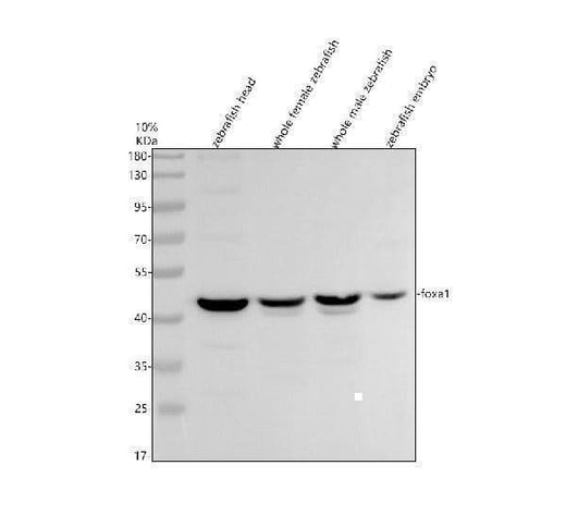 Anti-Zebrafish FOXA1 Antibody Picoband® Boster Bio