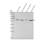 Anti-Zebrafish LPLA Antibody Picoband® Boster Bio