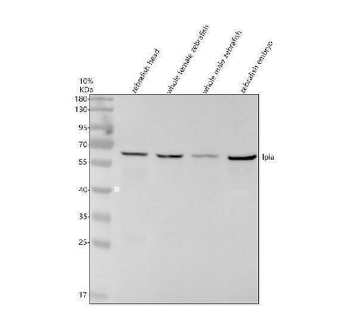 Anti-Zebrafish LPLA Antibody Picoband® Boster Bio