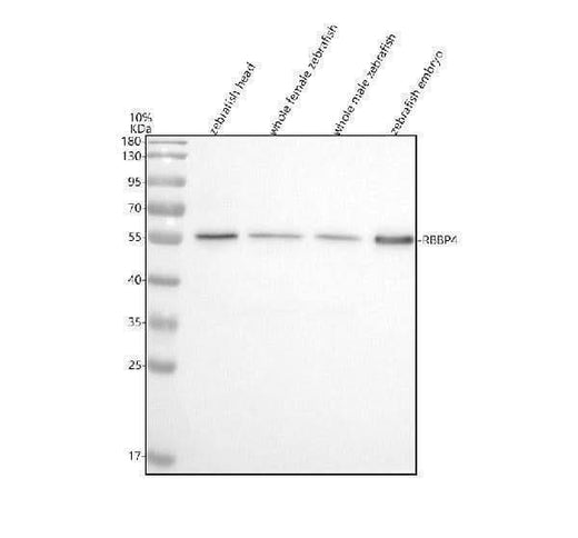 Anti-Zebrafish RBAP48/RBBP4 Antibody Picoband® Boster Bio