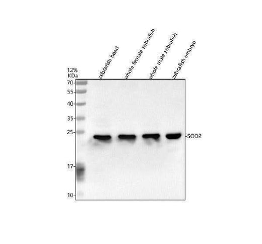 Anti-Zebrafish SOD2 Antibody Picoband® Boster Bio