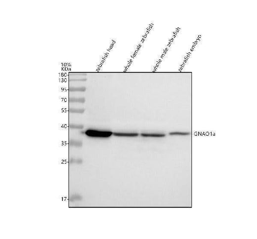 Anti-Zebrafish GNAO1a Antibody Picoband® Boster Bio