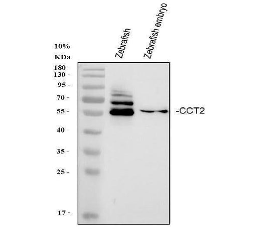 Anti-Zebrafish CCT2 Antibody Picoband® Boster Bio