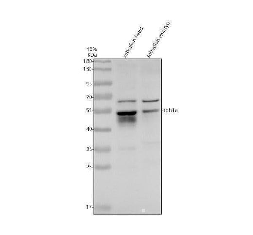 Anti-Zebrafish TPH1A Antibody Picoband® Boster Bio
