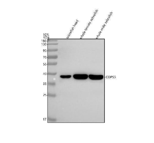 Anti-Zebrafish JAB1/COPS5 Antibody Picoband® Boster Bio