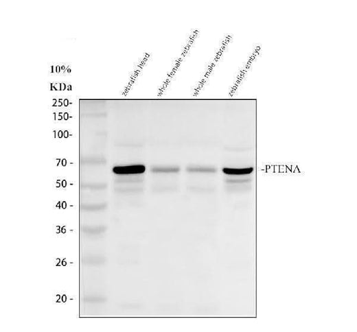 Anti-Zebrafish PTENA Antibody Picoband® Boster Bio