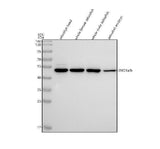 Anti-Zebrafish ENO1a/b Antibody Picoband® Boster Bio
