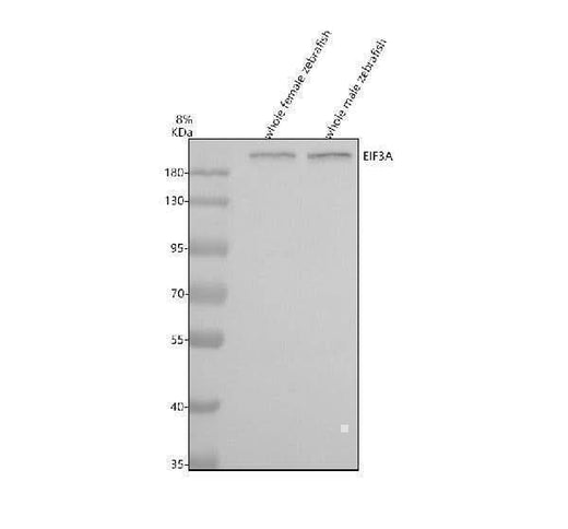 Anti-Zebrafish EIF3A Antibody Picoband® Boster Bio