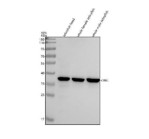 Anti-Zebrafish CRKL Antibody Picoband® Boster Bio