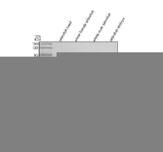 Anti-Zebrafish GNB1/1b Antibody Picoband® Boster Bio