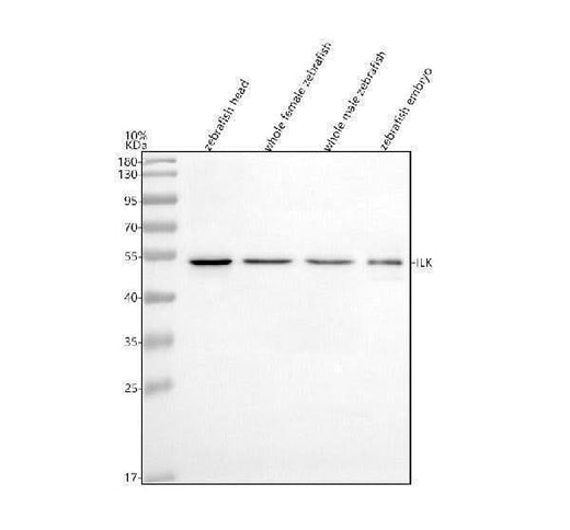 Anti-Zebrafish ILK Antibody Picoband® Boster Bio