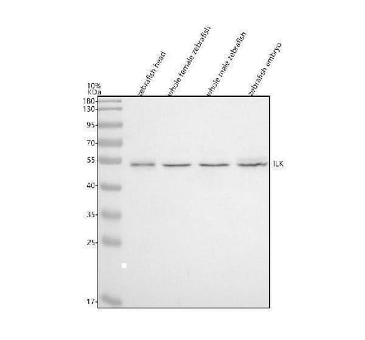 Anti-Zebrafish ILK Antibody Picoband® Boster Bio