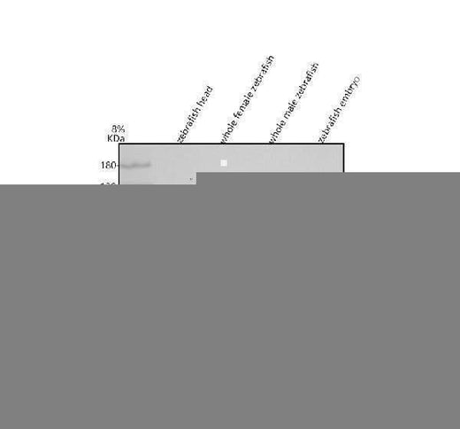 Anti-Zebrafish PSMD2 Antibody Picoband® Boster Bio