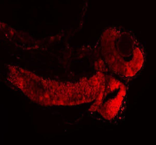 Anti-Zebrafish Histone H3 Antibody Picoband® Boster Bio