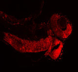 Anti-Zebrafish Histone H3 Antibody Picoband® Boster Bio