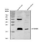 Anti-Zebrafish FSHB Antibody Picoband® Boster Bio