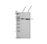Anti-Zebrafish ABCE1 Antibody Picoband® Boster Bio
