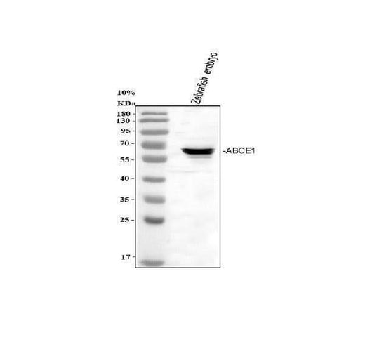 Anti-Zebrafish ABCE1 Antibody Picoband® Boster Bio