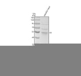 Anti-Zebrafish LCK Antibody Picoband® Boster Bio
