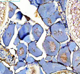 Anti-Zebrafish DMRT1 Antibody Picoband® Boster Bio