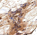 Anti-Zebrafish MPEG1 Antibody Boster Bio