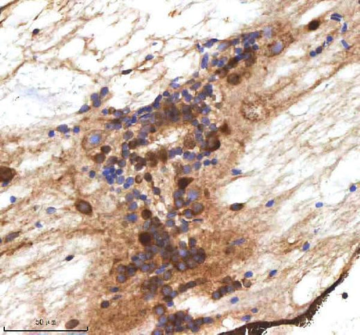 Anti-Zebrafish MPEG1 Antibody Boster Bio