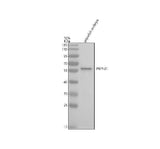Anti-Zebrafish PRPF31 Antibody Picoband® Boster Bio