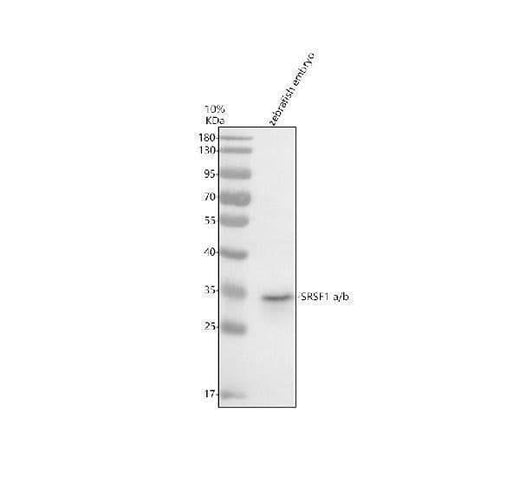 Anti-Zebrafish SRSF1a/b Antibody Picoband® Boster Bio