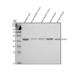 Anti-Zebrafish ARP2/ACTR2 Antibody Picoband® Boster Bio
