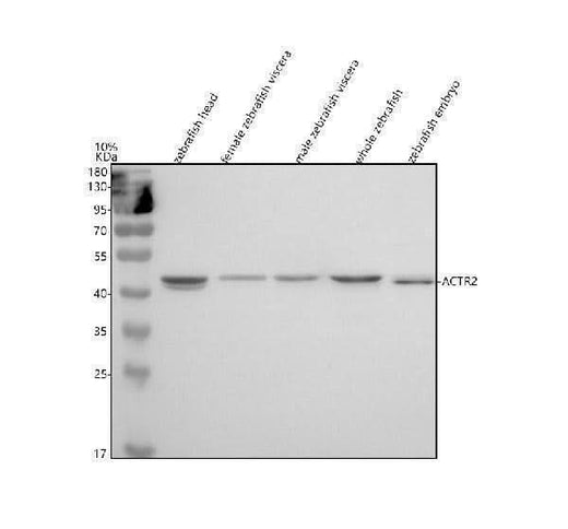 Anti-Zebrafish ARP2/ACTR2 Antibody Picoband® Boster Bio