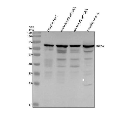 Anti-Zebrafish HSPA5 Antibody Picoband® Boster Bio