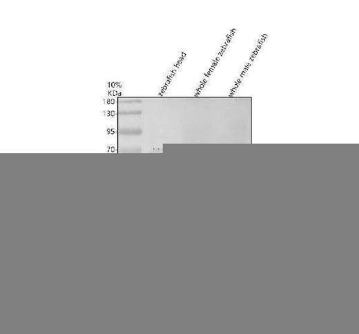 Anti-Zebrafish DND Antibody Picoband® Boster Bio