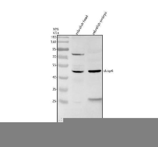 Anti-Zebrafish DUSP6 Antibody Picoband® Boster Bio