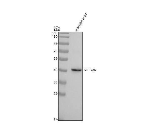 Anti-Zebrafish GLULa/b Antibody Picoband® Boster Bio