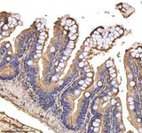 Anti-Zebrafish MMP9 Antibody Boster Bio