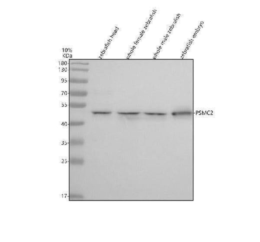 Anti-Zebrafish PSMC2 Antibody Picoband® Boster Bio