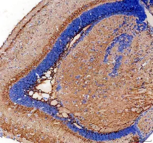 Anti-Zebrafish PTF1A Antibody Boster Bio