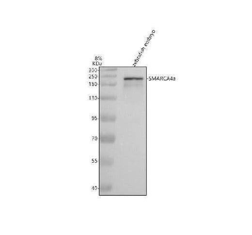 Anti-Zebrafish SMARCA4A Antibody Picoband® Boster Bio