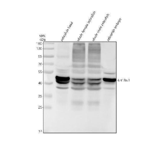 Anti-Zebrafish Cytokeratin 18/KRT18 Antibody Picoband® Boster Bio