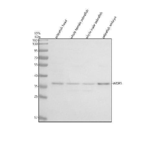 Anti-Zebrafish WDR5 Antibody Picoband® Boster Bio